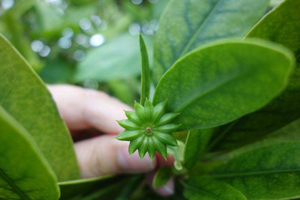 Photo of Yellow Anise (Illicium parviflorum) uploaded by mellielong