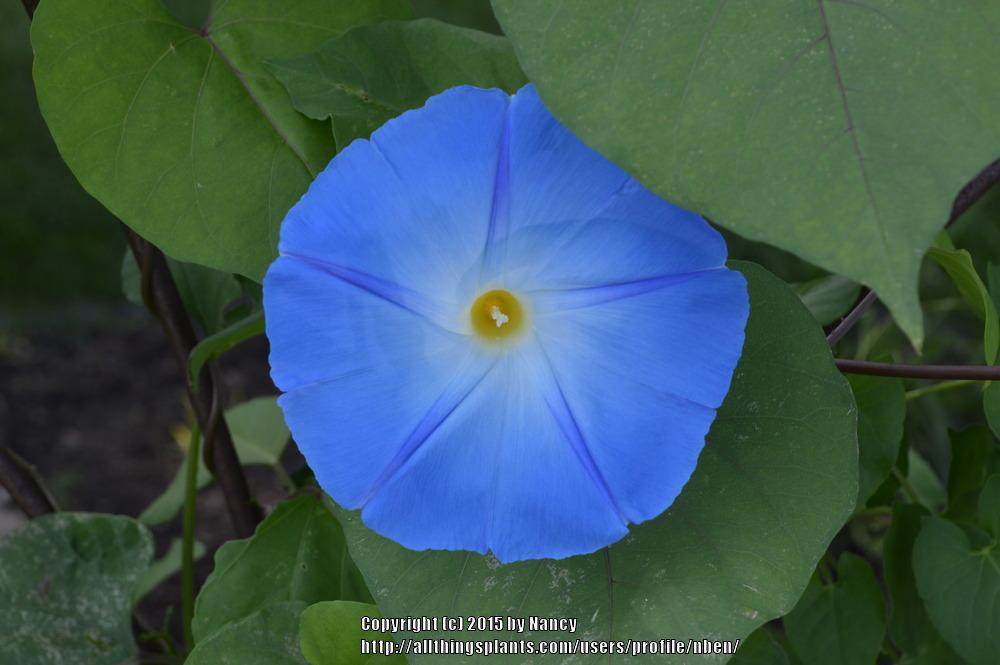 Photo of Morning Glory (Ipomoea tricolor 'Heavenly Blue') uploaded by nben