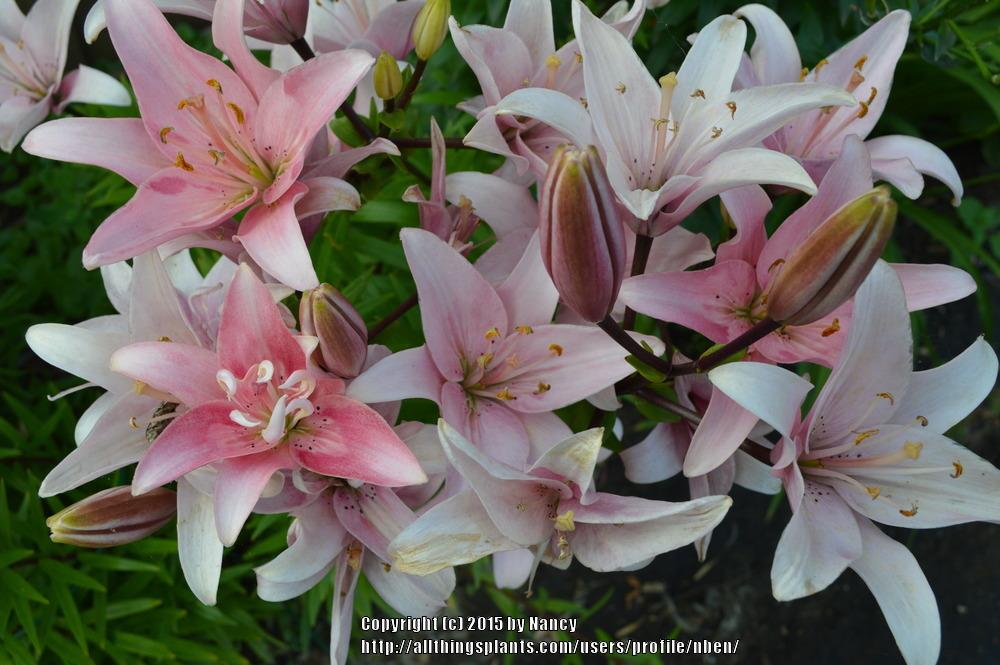 Photo of Lily (Lilium 'Elodie') uploaded by nben