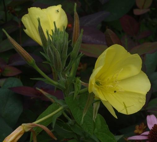 Photo of Evening Primrose (Oenothera glazioviana 'Tina James' Magic') uploaded by plantrob
