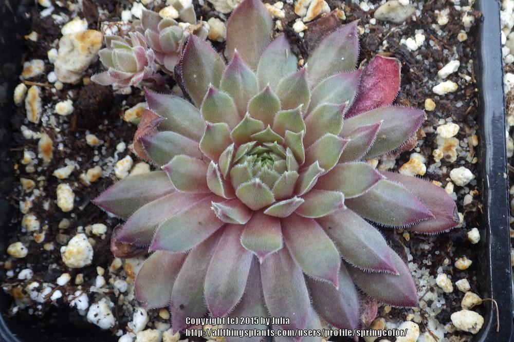 Photo of Hen and Chicks (Sempervivum 'Firepointe') uploaded by springcolor