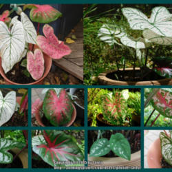Location: At our garden - San Joaquin County, CA
Date: 09July2015 - summer
Photo update of the leaves in my first caladium containers