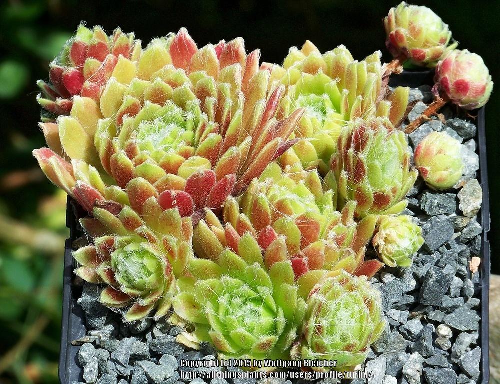 Photo of Hen and Chicks (Sempervivum 'Fiesta') uploaded by turini