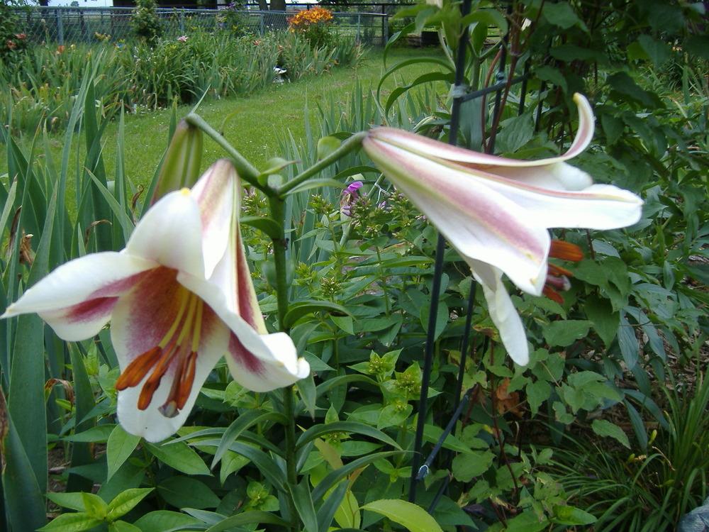 Photo of Lily (Lilium 'Passion Moon') uploaded by tveguy3