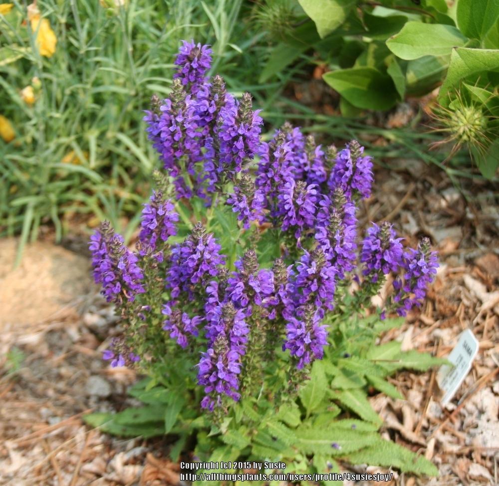 Photo of Sage (Salvia nemorosa Marcus®) uploaded by 4susiesjoy