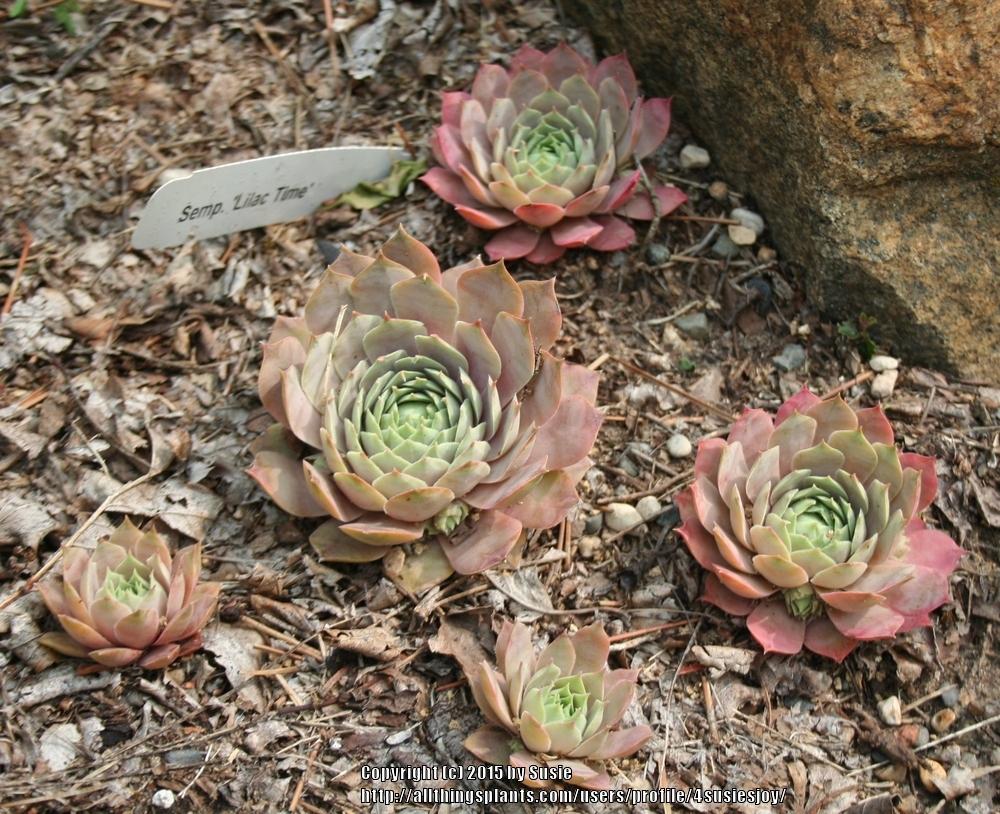 Photo of Hen and Chicks (Sempervivum 'Lilac Time') uploaded by 4susiesjoy
