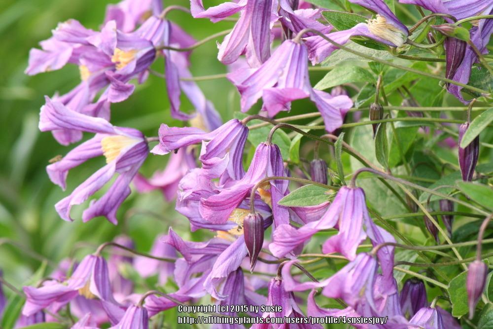 Photo of Clematis (Clematis integrifolia Chinook™) uploaded by 4susiesjoy