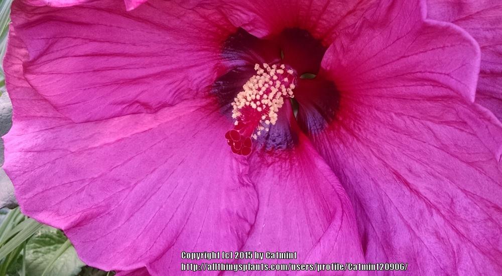 Photo of Hybrid Hardy Hibiscus (Hibiscus 'Plum Crazy') uploaded by Catmint20906