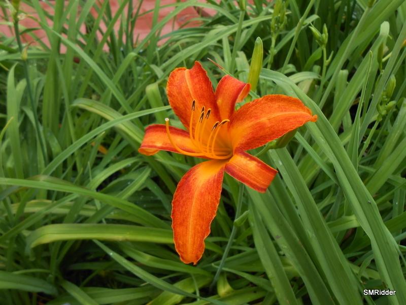 Photo of Daylily (Hemerocallis 'Red Squirrel') uploaded by LilySue