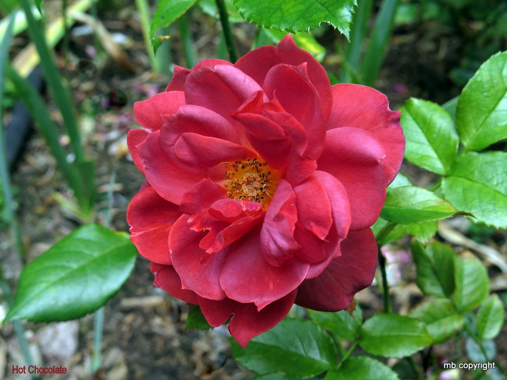 Photo of Rose (Rosa 'Hot Chocolate') uploaded by MargieNY