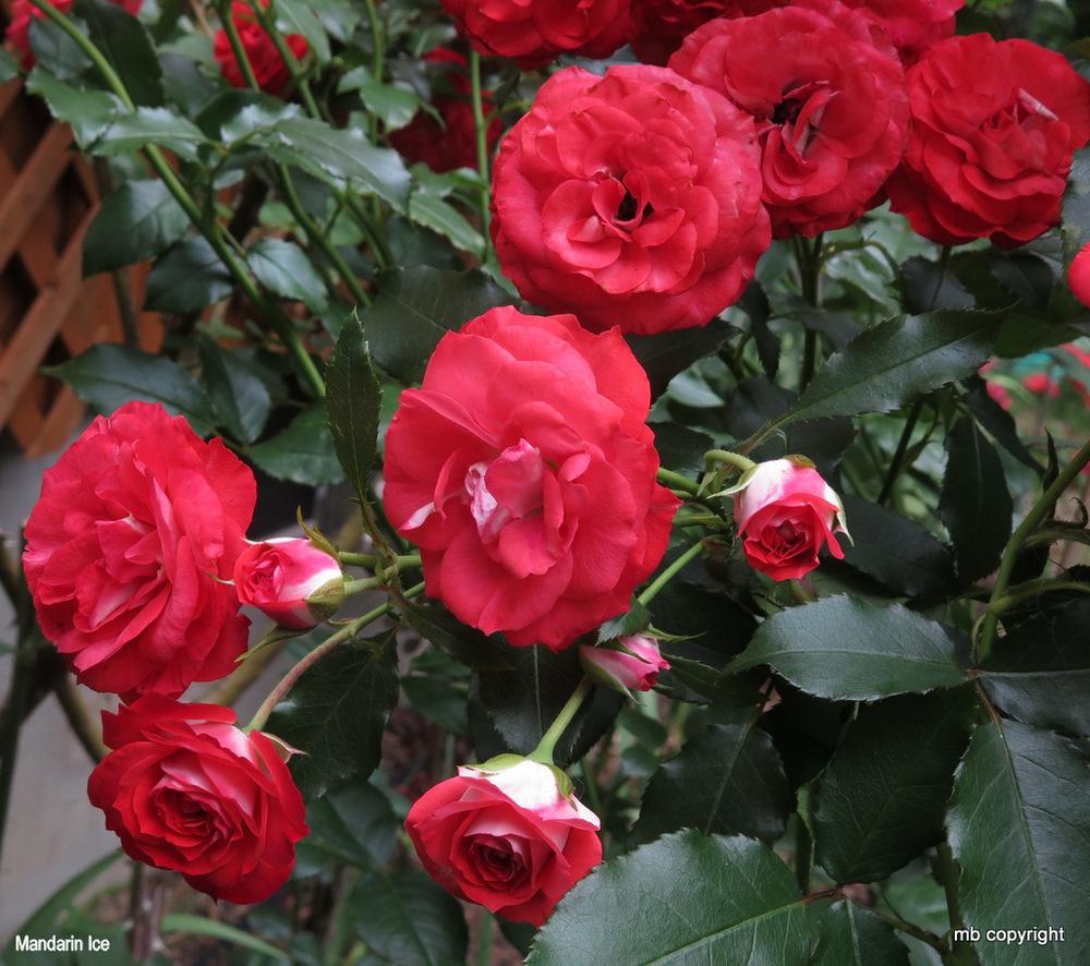 Photo of Rose (Rosa 'Planten un Blomen') uploaded by MargieNY