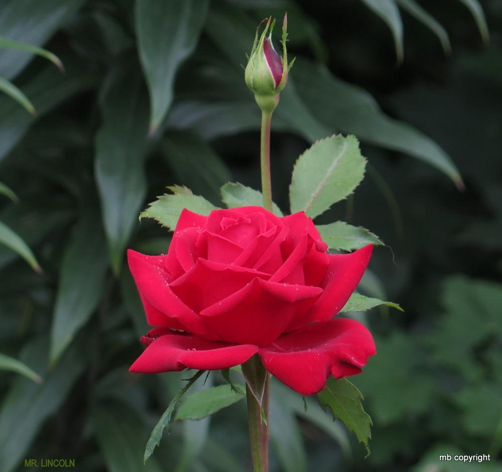 Photo of Hybrid Tea Rose (Rosa 'Mister Lincoln') uploaded by MargieNY
