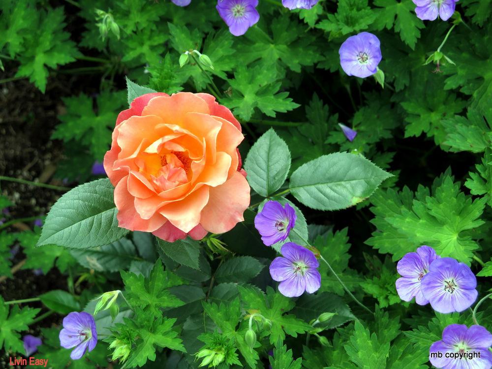 Photo of Floribunda Rose (Rosa 'Livin' Easy') uploaded by MargieNY