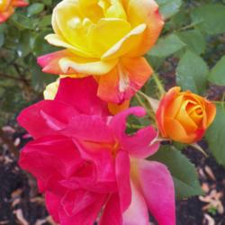 Location: our garden, Bristol, Pennsylvania
Date: 2015-05-27
superb color variations!