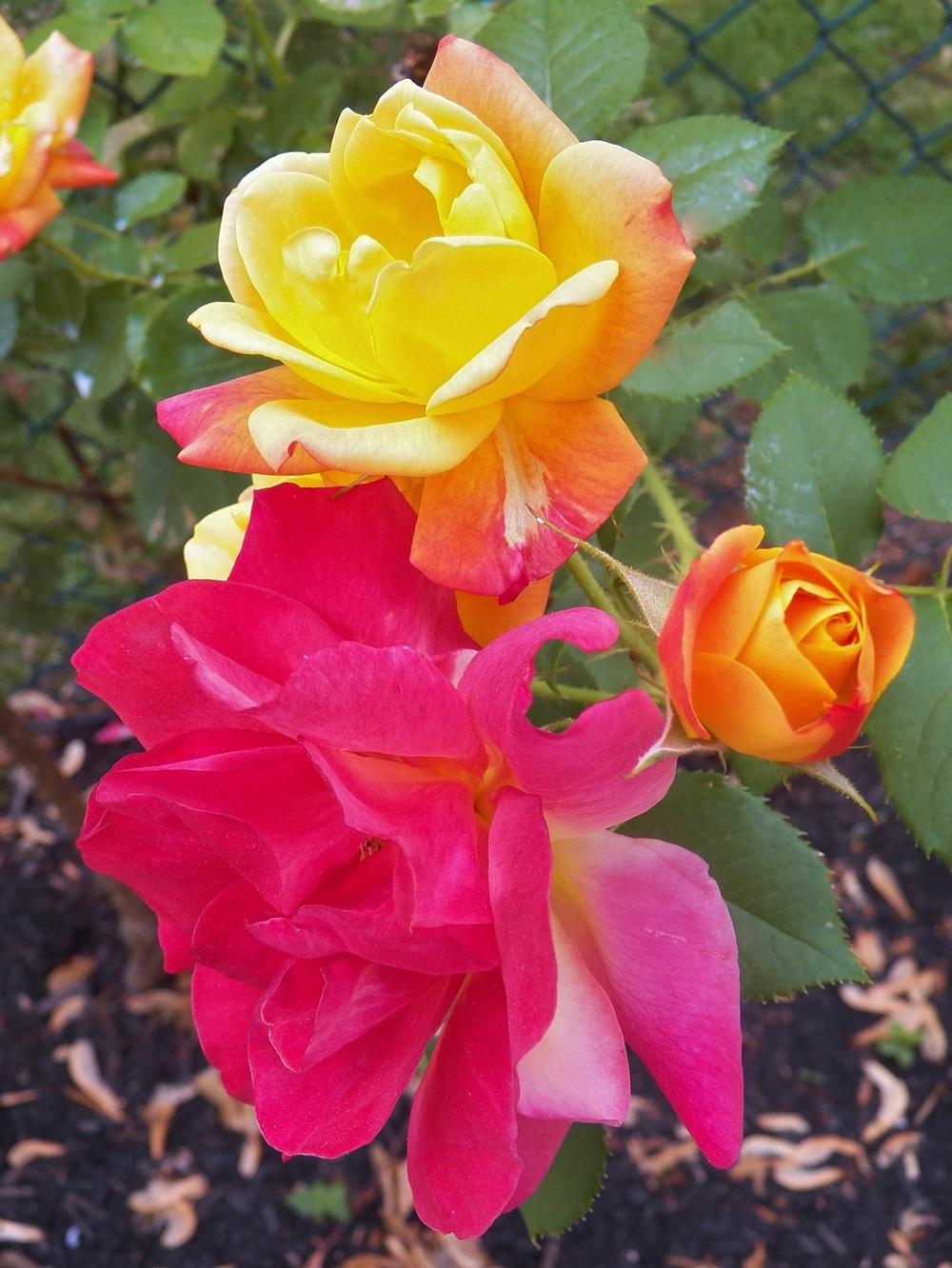 Photo of Rose (Rosa 'Joseph's Coat') uploaded by MissyPenny