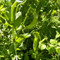 Location: Bristol, Pennsylvania
Date: 2015-07-10
Our peas-almost ready to pick