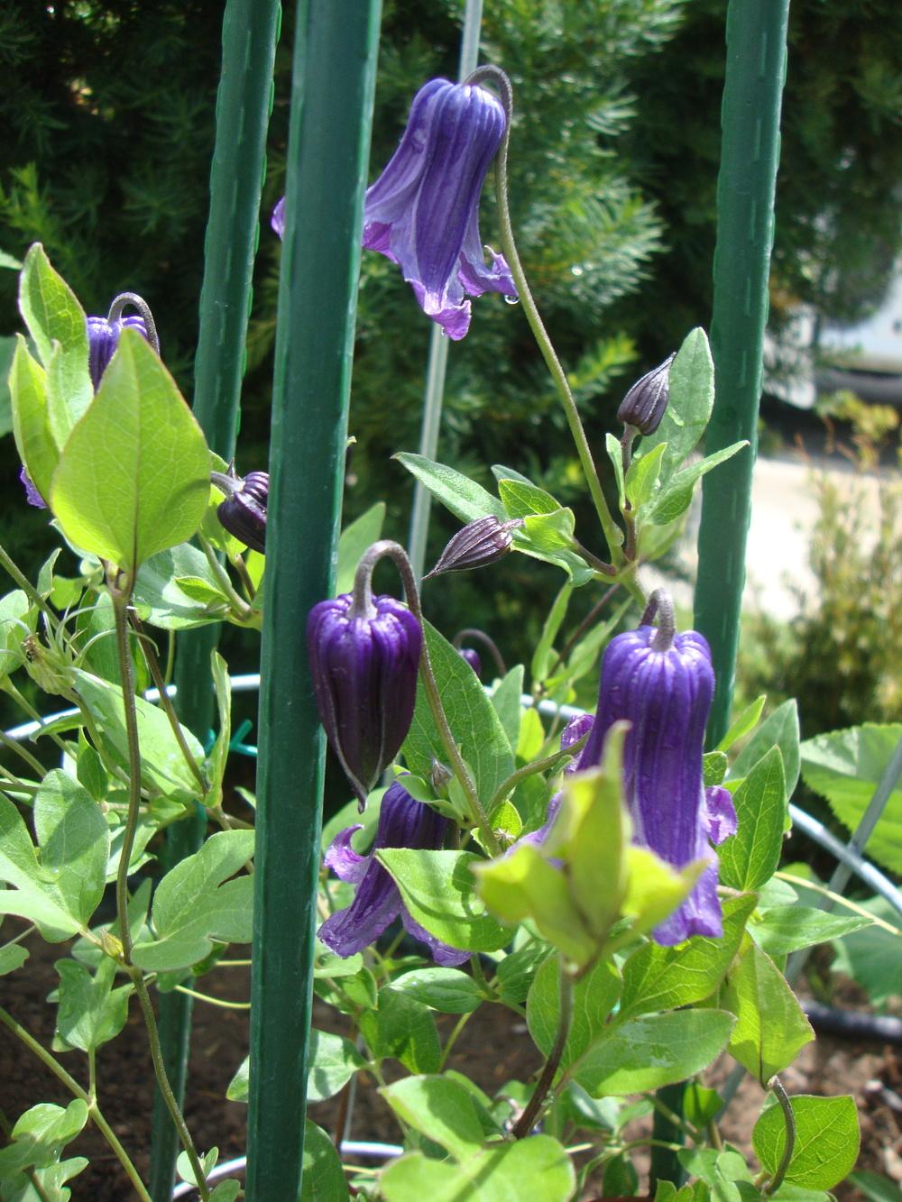 Photo of Clematis 'Roguchi' uploaded by Paul2032