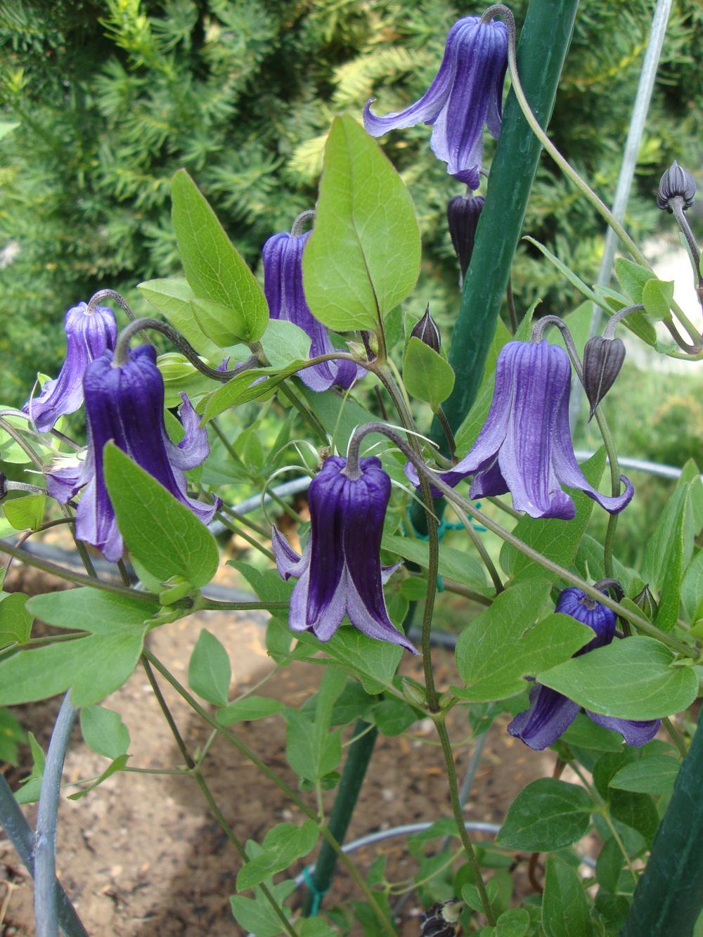 Photo of Clematis 'Roguchi' uploaded by Paul2032