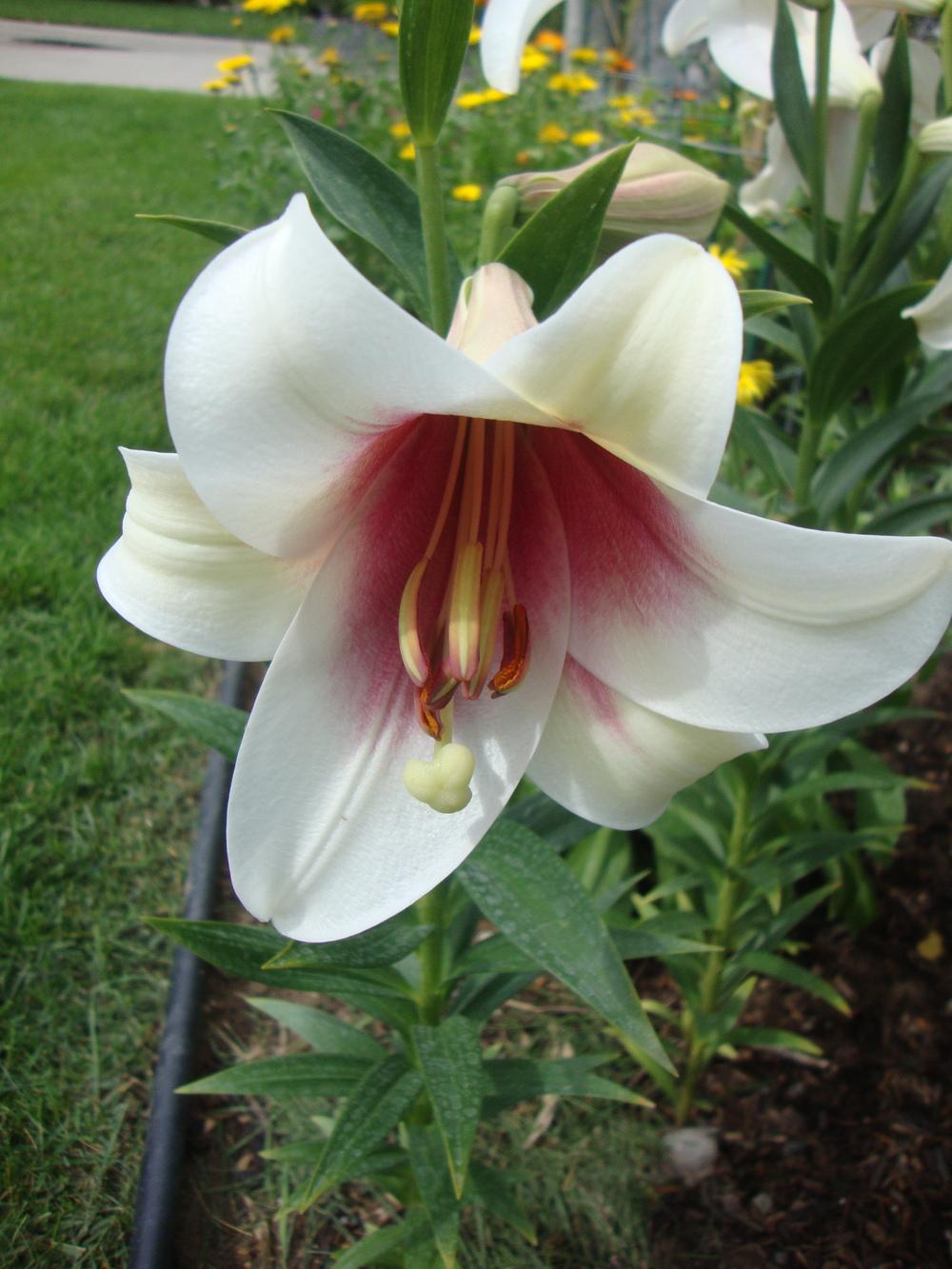 Photo of Lily (Lilium Triumphator) uploaded by Paul2032