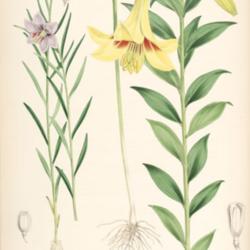 
Lilium nepalense + oxypetalum A monograph of the genus Lilium; il