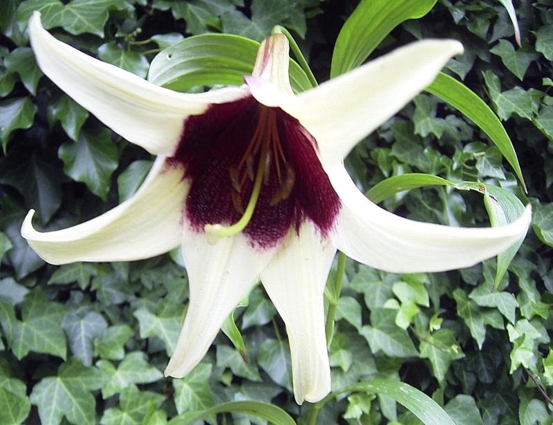 Photo of Nepal Lily (Lilium nepalense) uploaded by admin