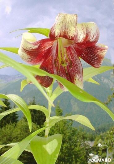 Photo of Nepal Lily (Lilium nepalense) uploaded by admin
