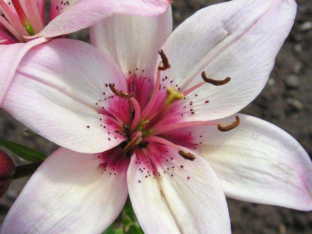 Photo of Lilies (Lilium) uploaded by admin