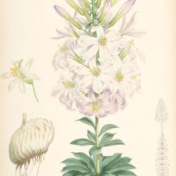 
Lilium washingtonianum  A monograph of the genus Lilium; illustra