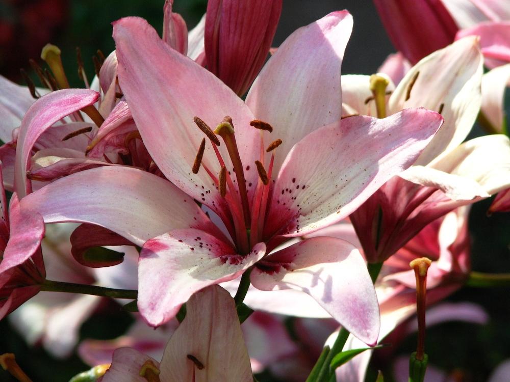 Photo of Lilies (Lilium) uploaded by admin