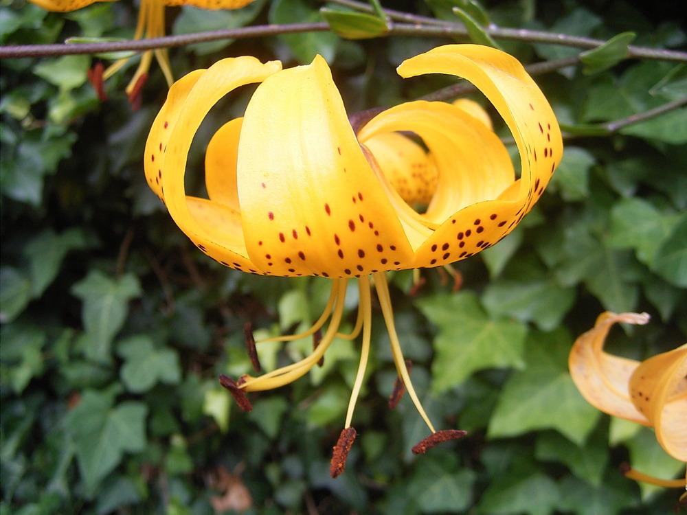 Photo of Species Lily (Lilium leichtlinii subsp. leichtlinii) uploaded by admin