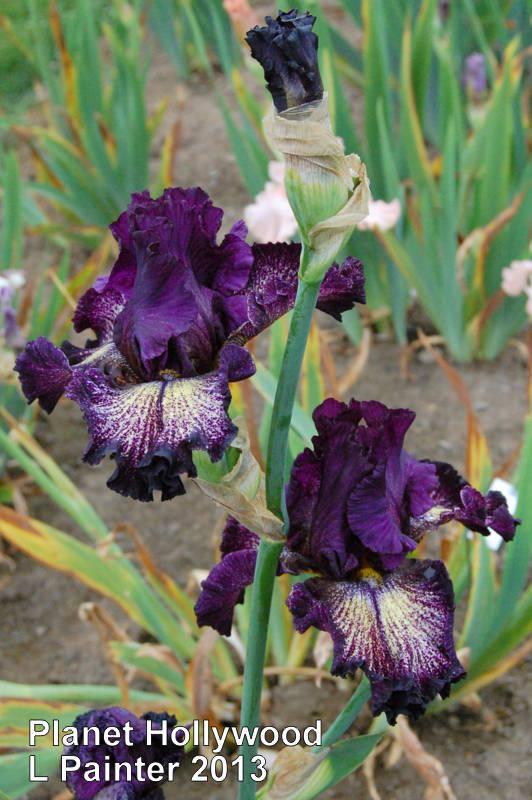 Photo of Tall Bearded Iris (Iris 'Planet Hollywood') uploaded by coboro