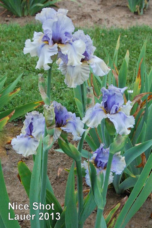 Photo of Tall Bearded Iris (Iris 'Nice Shot') uploaded by coboro