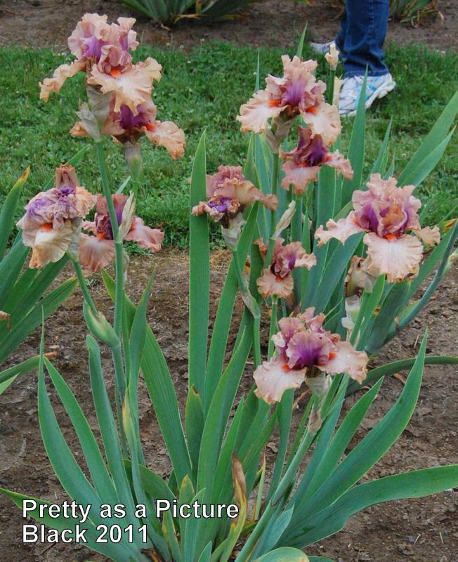 Photo of Tall Bearded Iris (Iris 'Pretty as a Picture') uploaded by coboro