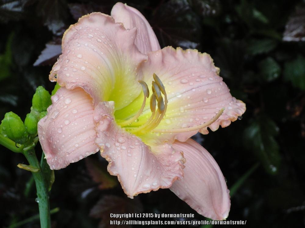 Photo of Daylily (Hemerocallis 'Simply Being Loved') uploaded by dormantsrule