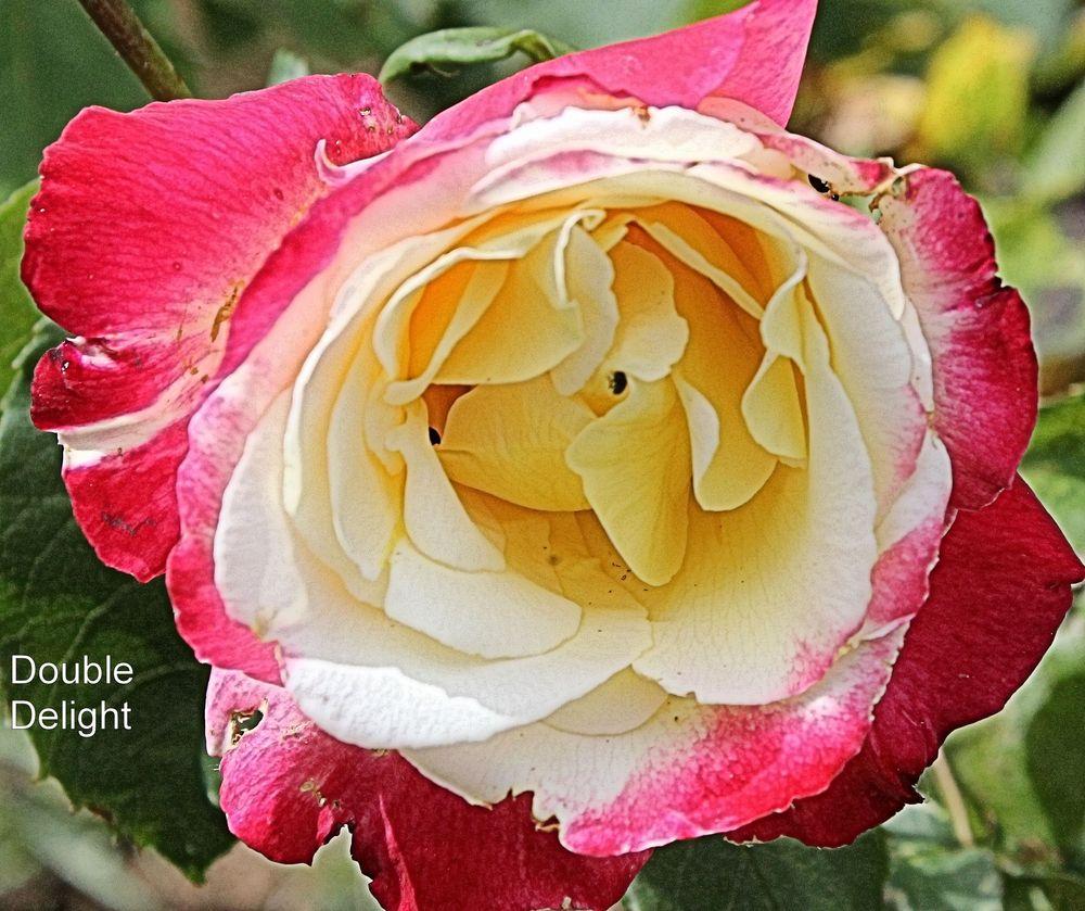 Photo of Hybrid Tea Rose (Rosa 'Double Delight') uploaded by wiseowl