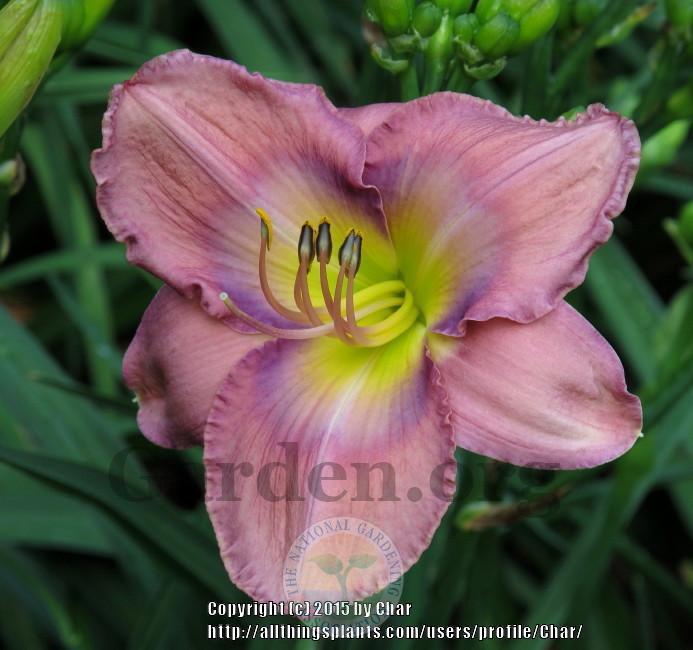 Photo of Daylily (Hemerocallis 'Inquire Within') uploaded by Char