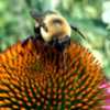 Echinacea Magnus - Bee Base