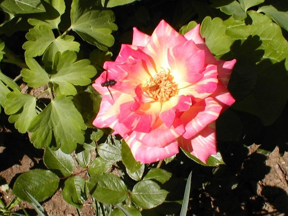 Photo of Rose (Rosa 'Harry Wheatcroft') uploaded by admin