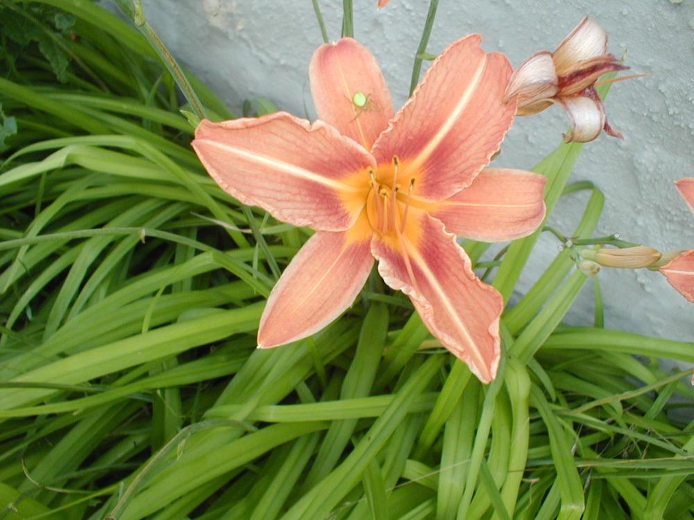 Photo of Ditch Lily (Hemerocallis fulva) uploaded by admin