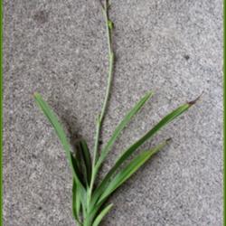 Location: Sebastian, Florida
Date: 2015-07-08
This plant was found in with my daylily border in a mulch and san