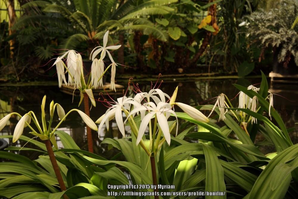 Photo of Grand Crinum Lily (Crinum asiaticum) uploaded by bonitin