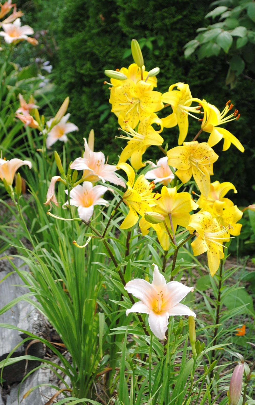 Photo of Lily (Lilium 'Pearl Jennifer') uploaded by chelle