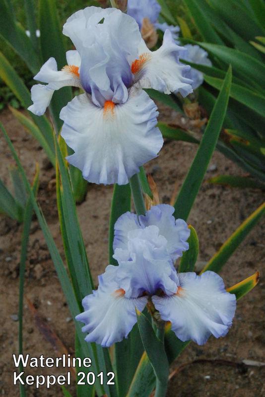 Photo of Tall Bearded Iris (Iris 'Waterline') uploaded by coboro
