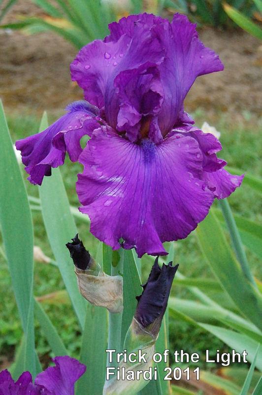 Photo of Tall Bearded Iris (Iris 'Trick of the Light') uploaded by coboro
