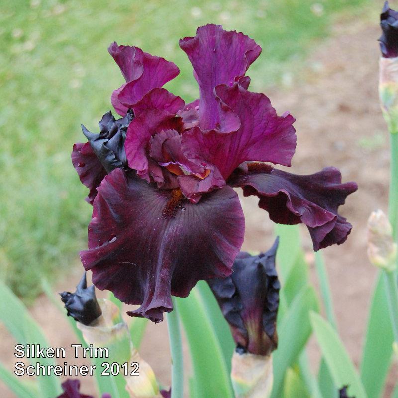 Photo of Tall Bearded Iris (Iris 'Silken Trim') uploaded by coboro