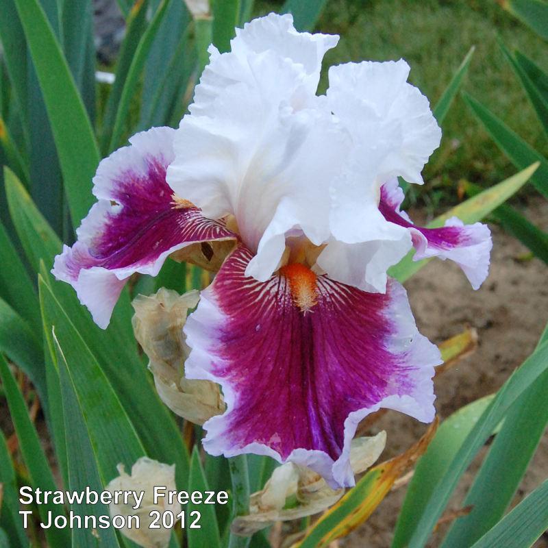 Photo of Tall Bearded Iris (Iris 'Strawberry Freeze') uploaded by coboro