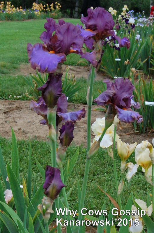 Photo of Tall Bearded Iris (Iris 'Why Cows Gossip') uploaded by coboro
