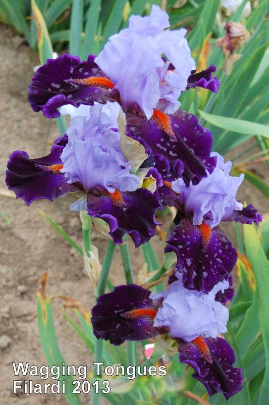 Photo of Tall Bearded Iris (Iris 'Wagging Tongues') uploaded by coboro