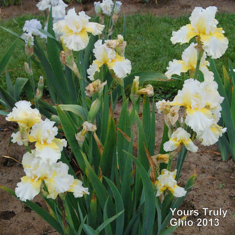 Photo of Tall Bearded Iris (Iris 'Yours Truly') uploaded by coboro