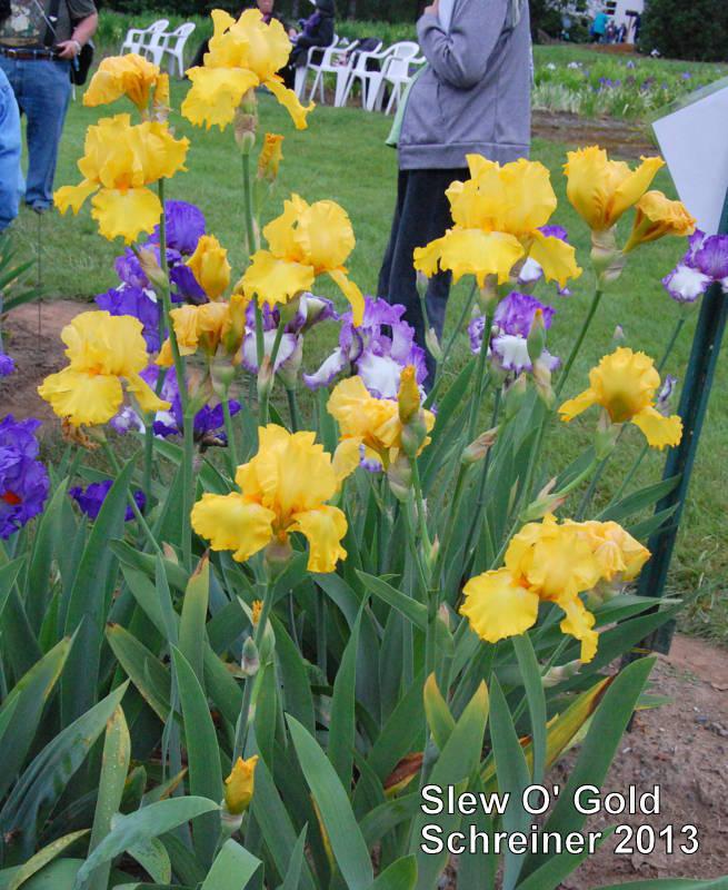 Photo of Tall Bearded Iris (Iris 'Slew o' Gold') uploaded by coboro